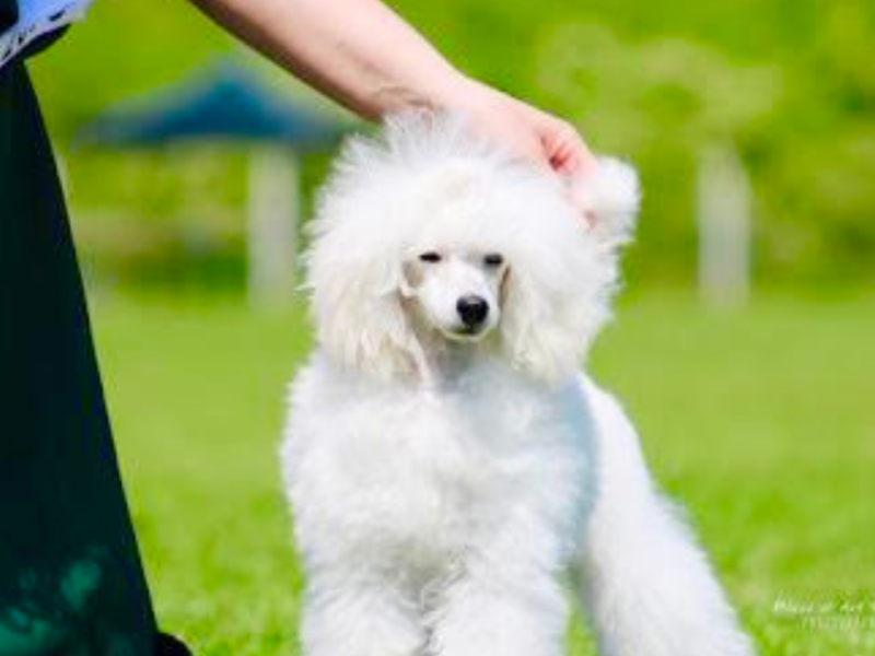 Pudel toy hodowla fci